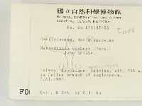 冇骨消絲齒菌藏品圖，第2張