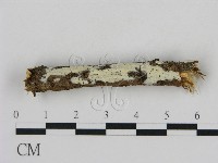 登錄號:F0000099藏品圖，第1張