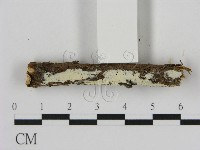 登錄號:F0000099藏品圖，第3張