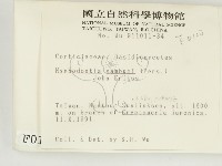 冇骨消絲齒菌藏品圖，第2張