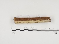 冇骨消絲齒菌藏品圖，第3張