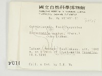 冇骨消絲齒菌藏品圖，第2張