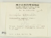 冇骨消絲齒菌藏品圖，第2張