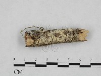 登錄號:F0000111藏品圖，第1張