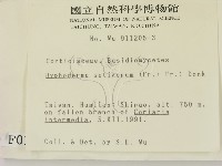 剛毛絲皮菌藏品圖，第2張