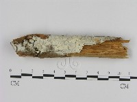 登錄號:F0000121藏品圖，第1張