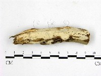 燈籠囊擬射脈菌藏品圖，第1張