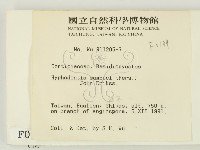 冇骨消絲齒菌藏品圖，第2張