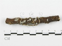 裂褶菌藏品圖，第1張