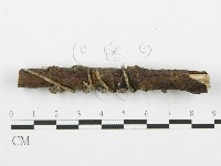 裂褶菌藏品圖，第4張