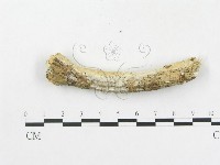 登錄號:F0000141藏品圖，第5張