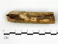 刺皮菌屬藏品圖，第1張