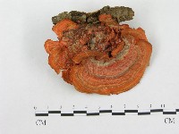 登錄號:F0000147藏品圖，第1張