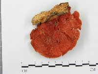登錄號:F0000147藏品圖，第3張