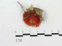 登錄號:F0000148藏品圖，第1張