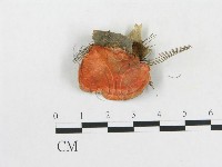 登錄號:F0000148藏品圖，第3張
