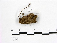 登錄號:F0000152藏品圖，第3張