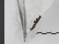 登錄號:F0000154藏品圖，第1張