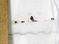 登錄號:F0000157藏品圖，第1張