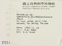 小皮傘屬藏品圖，第2張