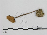 小皮傘屬藏品圖，第1張