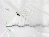 登錄號:F0000166藏品圖，第1張