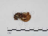 登錄號:F0000167藏品圖，第3張