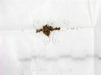 登錄號:F0000184藏品圖，第1張