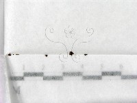 登錄號:F0000200藏品圖，第1張