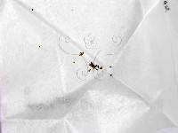 登錄號:F0000201藏品圖，第1張