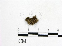 登錄號:F0000203藏品圖，第1張