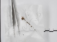 登錄號:F0000205藏品圖，第1張