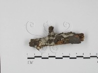 登錄號:F0000217藏品圖，第1張
