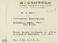 冇骨消絲齒菌藏品圖，第2張