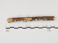 冇骨消絲齒菌藏品圖，第1張