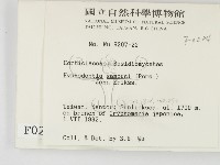 冇骨消絲齒菌藏品圖，第2張