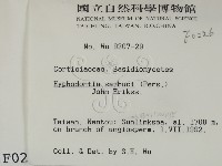 冇骨消絲齒菌藏品圖，第2張