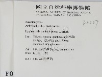 冇骨消絲齒菌藏品圖，第2張