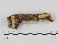 冇骨消絲齒菌藏品圖，第3張