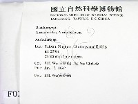 木耳屬藏品圖，第2張