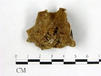 木耳屬藏品圖，第3張
