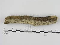 剛毛絲皮菌藏品圖，第1張