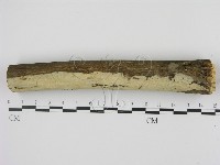 剛毛絲皮菌藏品圖，第1張