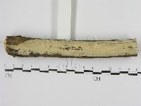 剛毛絲皮菌藏品圖，第3張