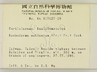 剛毛絲皮菌藏品圖，第2張