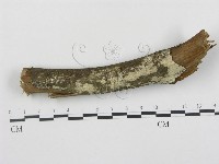 登錄號:F0000248藏品圖，第1張