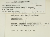 燈籠囊擬射脈菌藏品圖，第2張