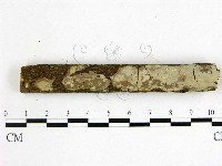 燈籠囊擬射脈菌藏品圖，第1張