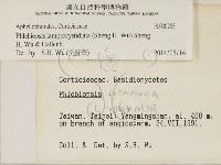 燈籠囊擬射脈菌藏品圖，第2張