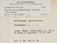 燈籠囊擬射脈菌藏品圖，第2張